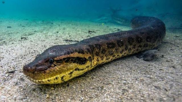 Ngeri, Anaconda Raksasa Melintas Dekat Wanita Ini Saat Menyelam