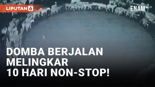 VIDEO: Horor! Ratusan Domba di China Berjalan Melingkar 10 Hari Tanpa Henti