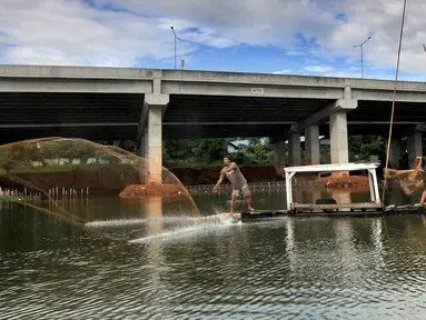 Warga menangkap ikan dengan jala di bawah jalan Tol Serpong-Cinere, Setu Sasak Tinggi, Pamulang, Tangerang Selatan, Banten (6/4/2021). Setu Sasak Tinggi dimanfaatkan warga menangkap ikan mujair. (merdeka.com/Arie Basuki)