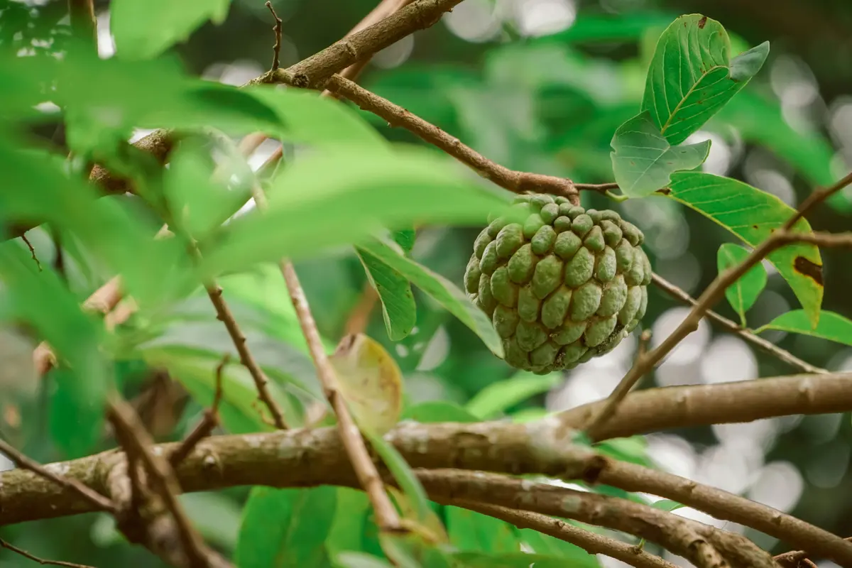 Buah Srikaya