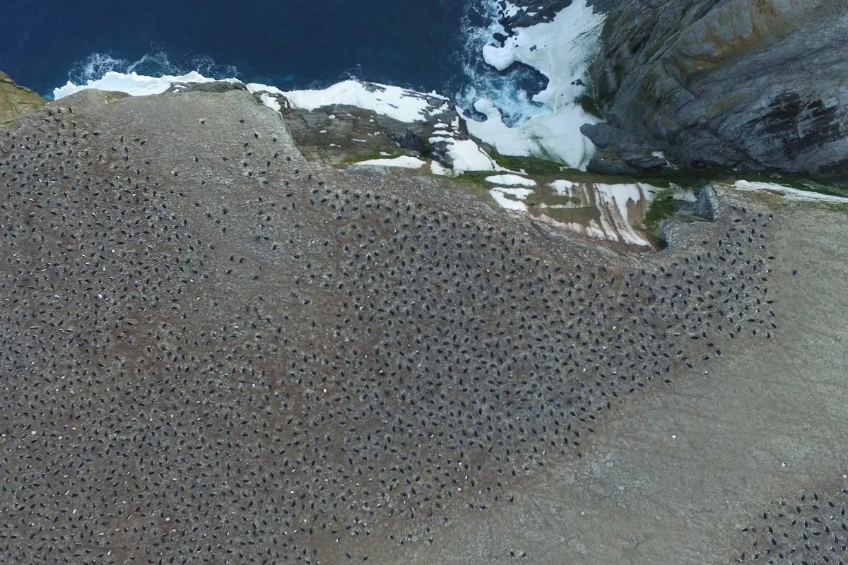 Koloni Penguin di Antartika Timur