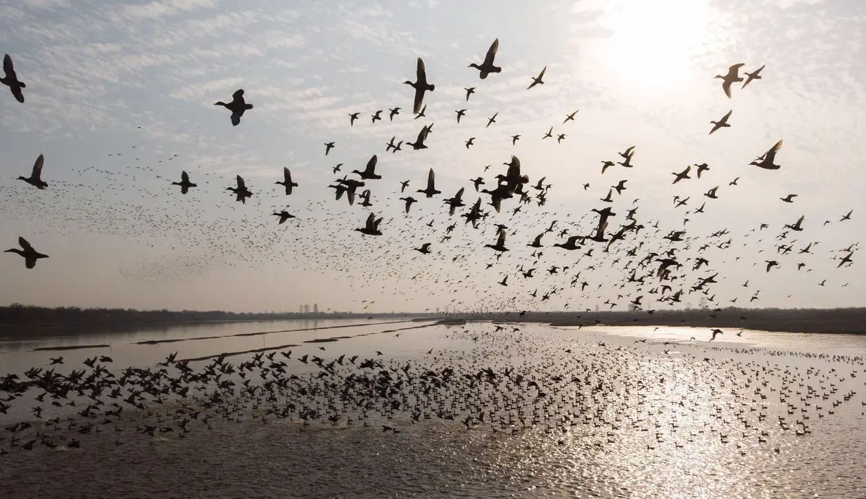 Foto udara menunjukkan kawanan burung migran terbang di atas Danau Dongting Barat di Changde, Provinsi Hunan, China, 11 November 2020. Sekitar 20.000 ekor burung migran telah tiba di Danau Dongting Barat tahun ini. (Xinhua/Chen Sihan)