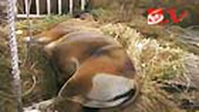 Banteng Jawa Penghuni KB Surabaya Mati