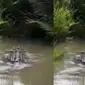 Video kemunculan buaya di Sungai Ratik, Desa Sungai Bekau, Kumai, Kotawaringin Barat, Kalteng, membuat geger jagat maya. (Liputan6.com/ Istimewa)