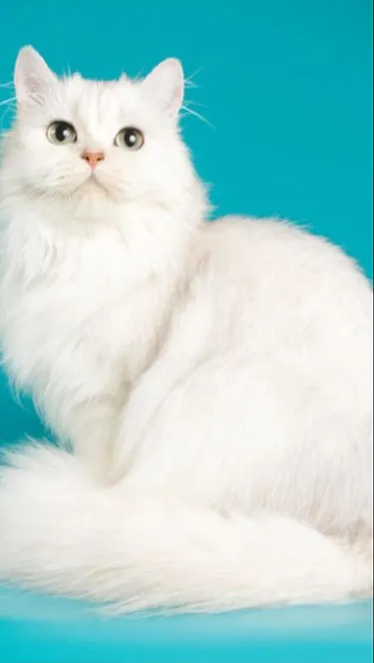 Fakta-fakta tentang Kucing Muezza