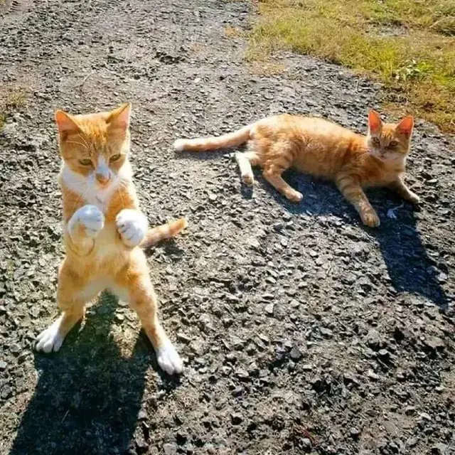 7 Momen Kocak Kucing Kalau Lagi Berantem Ini Kadang Bikin Geleng Kepala