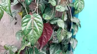Daun Sirih Merah (Dok Pribadi/Fitriyani Puspa Samodra)