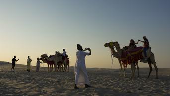 Ramai Wisatawan, Unta di Qatar Kewalahan Layani Turis Piala Dunia 2022