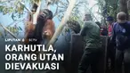 Bencana kebakaran hutan dan lahan, nyatanya tak hanya berdampak pada manusia, tetapi juga hewan. Orang utan di Ketapang, terpaksa harus dievakuasi akibat habitatnya terdampak karhutla.