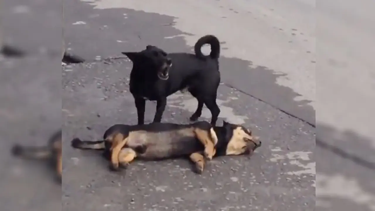  Kisah Haru, Anak Anjing Coba Bangunkan Temannya yang Mati