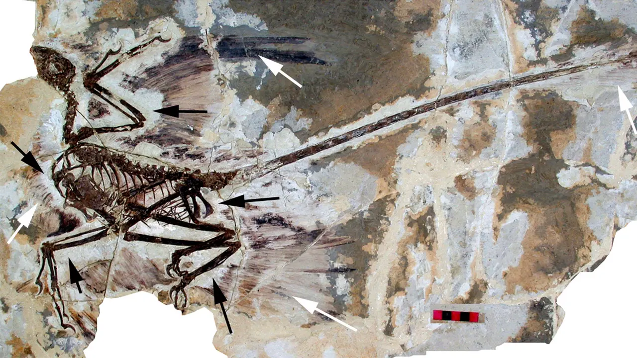 Fosil Microraptor (Wikipedia/Creative Commons)