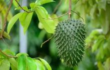 ⁠Manfaat Daun Sirsak untuk Tumor dan Kesehatan Lainnya, Ketahui Pula Efek Sampingnya
