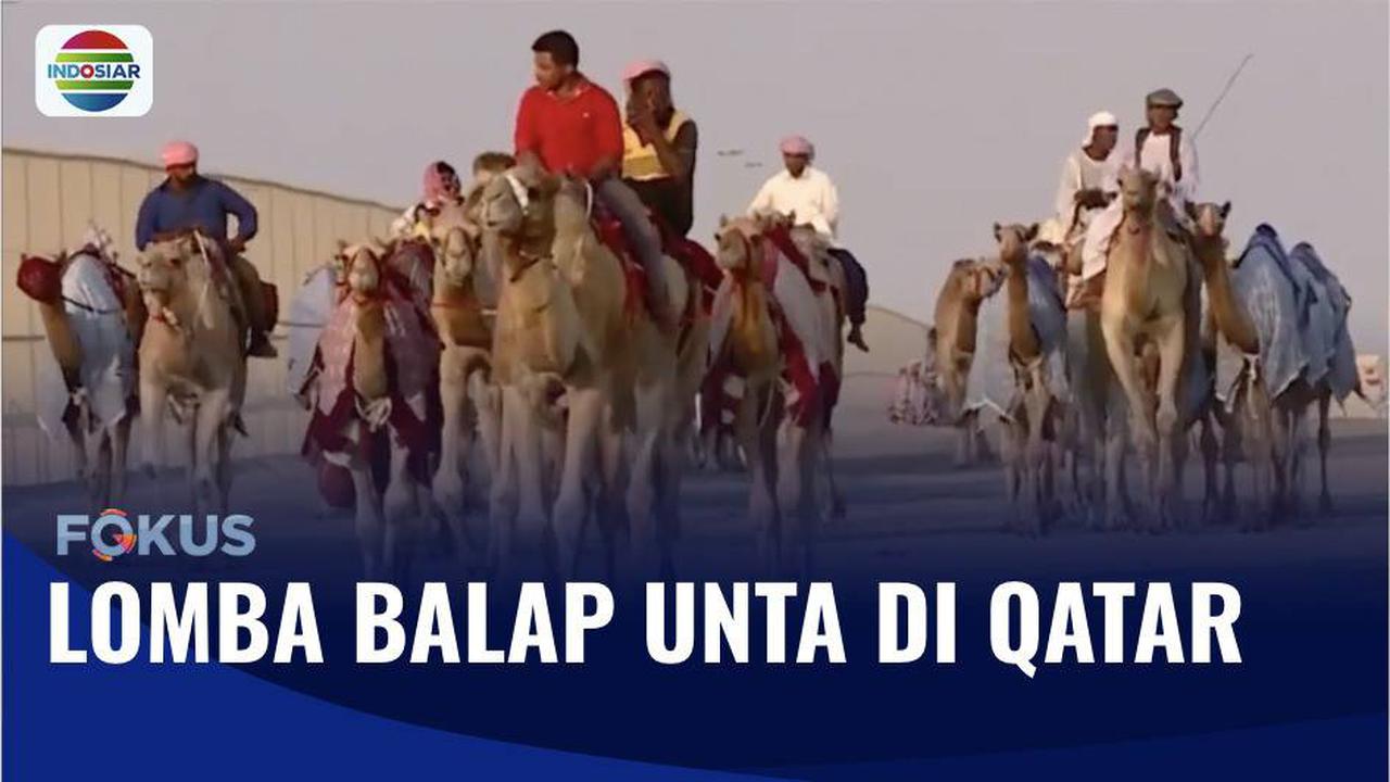 VIDEO: Serunya Nonton Balap Unta Sembari Tunggu Final Piala Dunia 2022 di Qatar