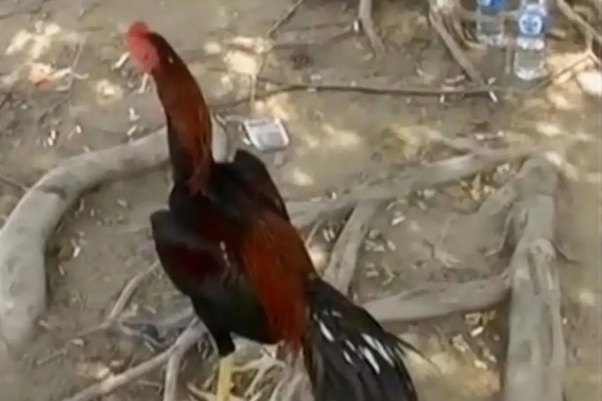 Segmen 3: Grebek Judi Sabung Ayam hingga Korban Pembunuhan