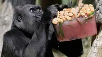 Gorilla betina, Effie menikmati camilan es dengan kacang dan buah beri di Kebun Binatang London, 27 Juni 2018. Gelombang panas telah mencapai beberapa negara bagian Inggris pada pekan ini dengan suhu mencapai 30 derajat celcius. (AP/Kirsty Wigglesworth)