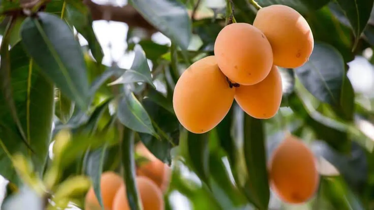 buah gandaria
