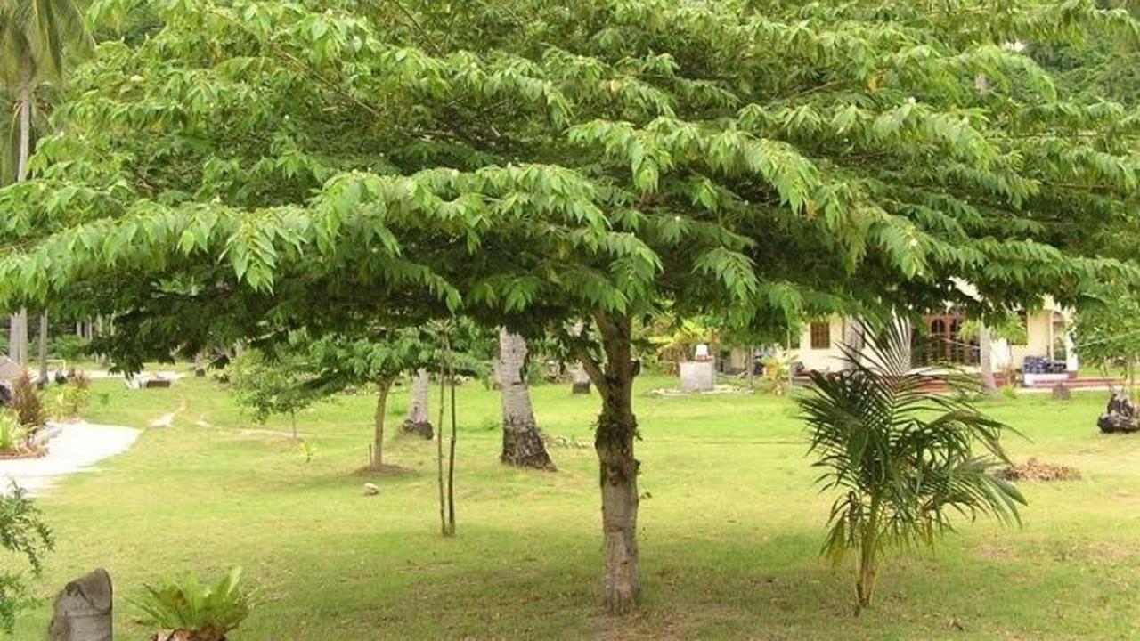Pohon yang Tidak Merusak Tembok