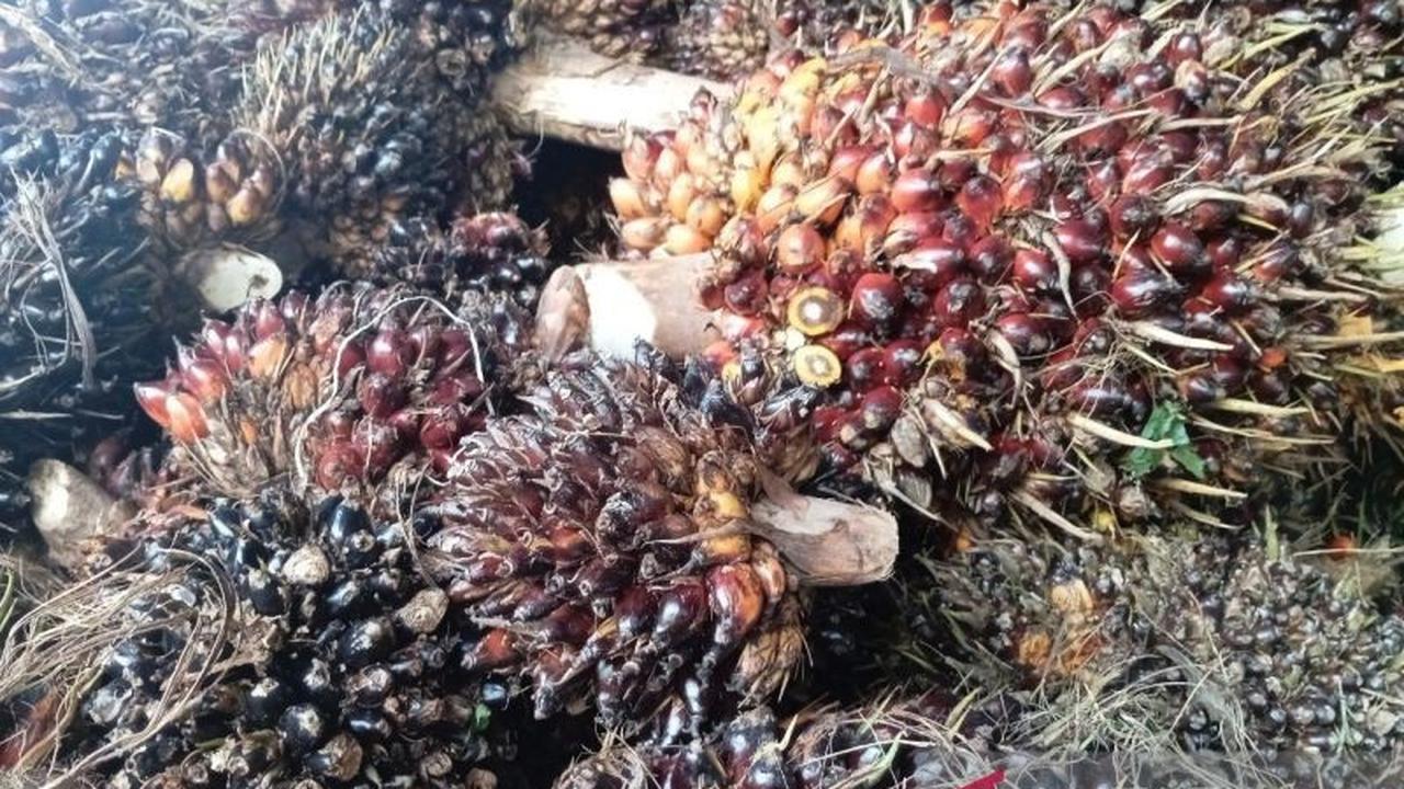 Harga Sawit Kaltim Turun di Awal 2026: Petani Diminta Bermitra untuk Stabilitas Harga