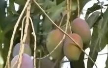 Mengunjungi Hutan Mangga di Indramayu, Luasnya 200 Hektare dan Ada Pohon Purba Raksasa