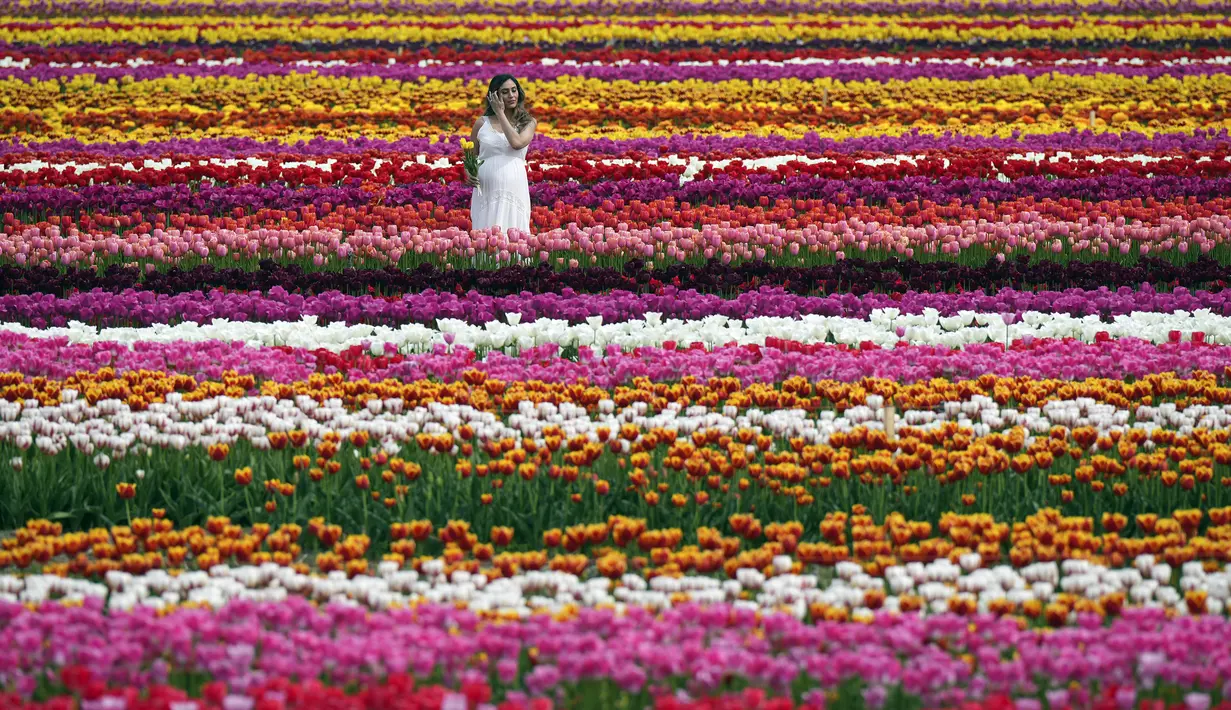 Dengan lebih dari 5 juta tulip yang tersebar di lahan seluas 27 hektar, festival ini menampilkan lebih dari 70 varietas tulip dalam berbagai bentuk dan warna, termasuk varietas khusus yang unik dan memukau. (Darryl Dyck/The Canadian Press via AP)