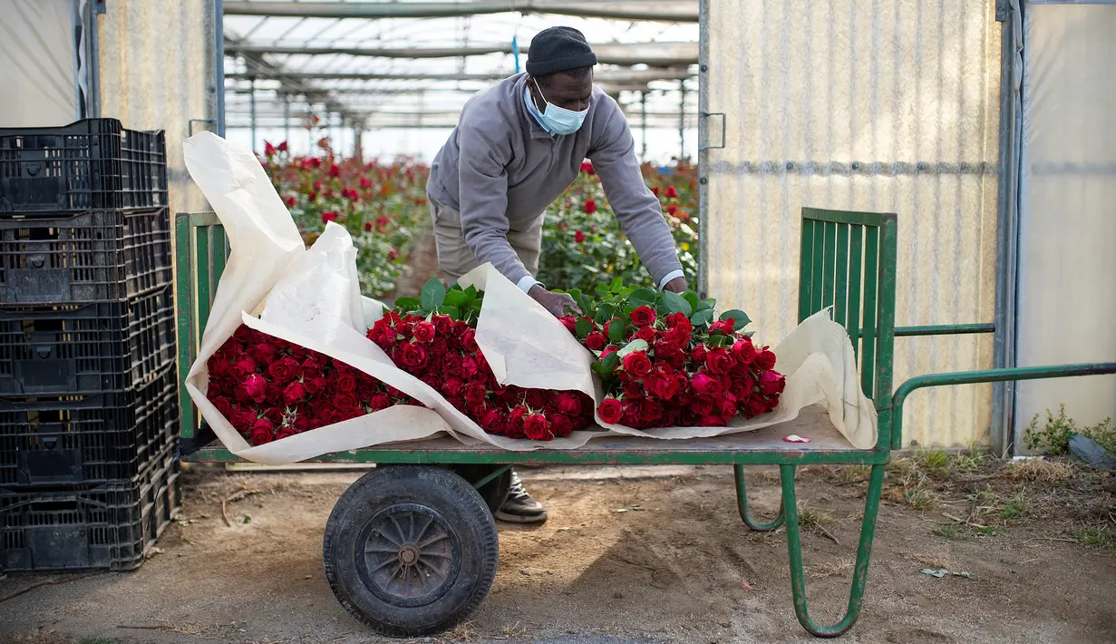 Pekerja pertanian membawa mawar yang dipilih untuk Festival Sant Jordi di Santa Susanna, dekat Barcelona, Spanyol, Selasa (20/4/2021). Perkumpulan toko bunga memperkirakan bahwa lebih dari 4 juta mawar terjual setiap tahun pada Festival Sant Jordi. (Josep LAGO/AFP)