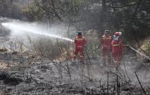 Usai Api Padam di Bromo, Kemenhut Soroti Ancaman Lanjutan