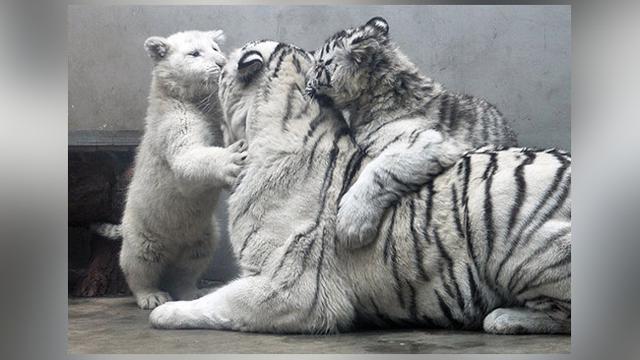 60 Gambar Binatang Harimau Putih Gratis Terbaik