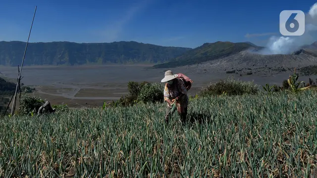 Melihat Lahan Pertanian di Kawasan Bromo yang Sepi dari Wisatawan