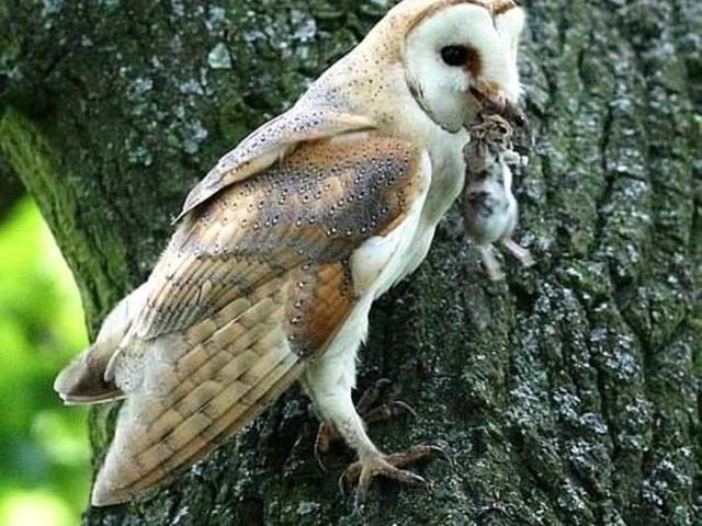 Terkeren 16+ Gambar Burung Hantu Pasir - Richa Gambar