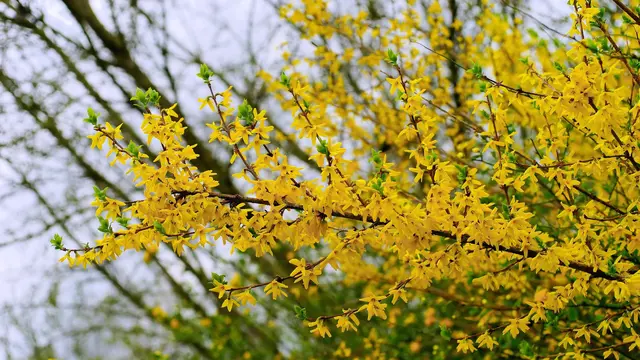 Forsythia spectabilis, Semak Berbunga Kuning Cerah yang Memikat
