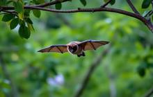 Virus Nipah Tak Hanya dari Kelelawar, 11 Buah Ini Bisa Jadi Media Penularan
