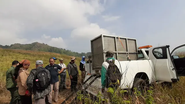 Saat Macan Tutul Jawa Pindah ke Habitat Baru di Gunung Ciremai