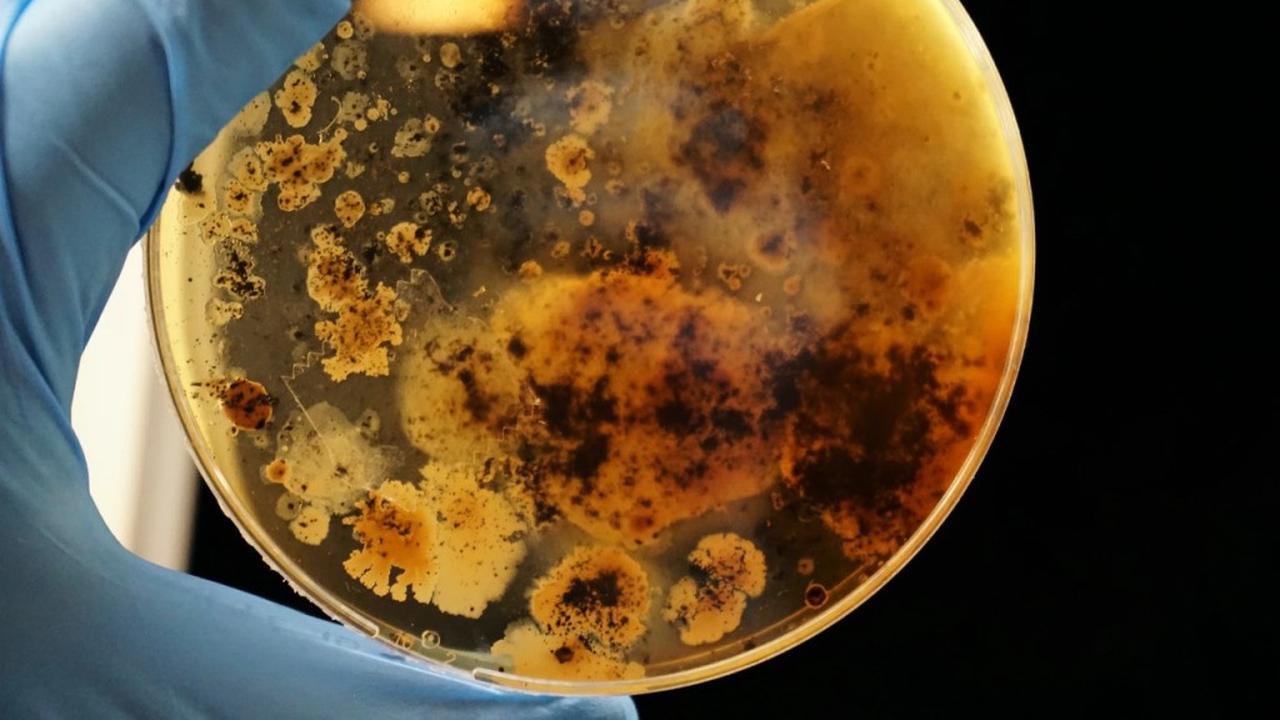 Penyalahgunaan Antibiotik Pada Hewan Ternak Ancaman Bagi Kesehatan Global