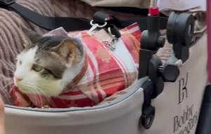 Momen Kucing Bobby Kertanegara Ikut Upacara Penurunan Bendera di Istana