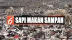 Ironis, sisa makanan yang bisa jadi tidak sehat justru dikonsumsi oleh hewan ternak ini.