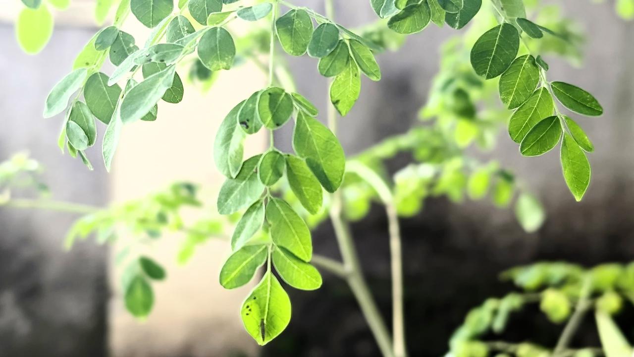 Cara Merebus Daun Kelor untuk Turunkan Tekanan Darah Tinggi, Solusi Sehat dengan Bahan Alami