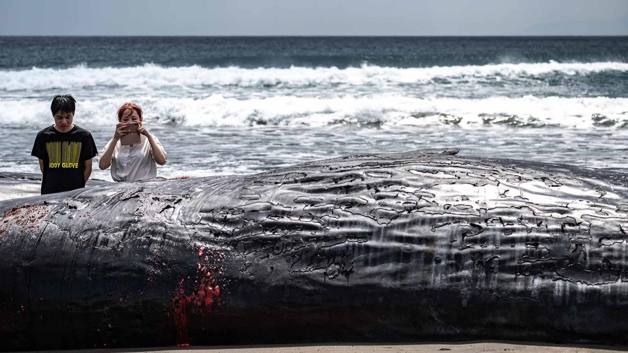 FOTO: Terdampar Sebelum Tsunami,  Misteri Paus Sperma di Pantai Jepang