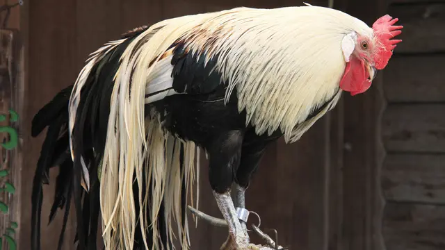 Jenis Ayam Hias