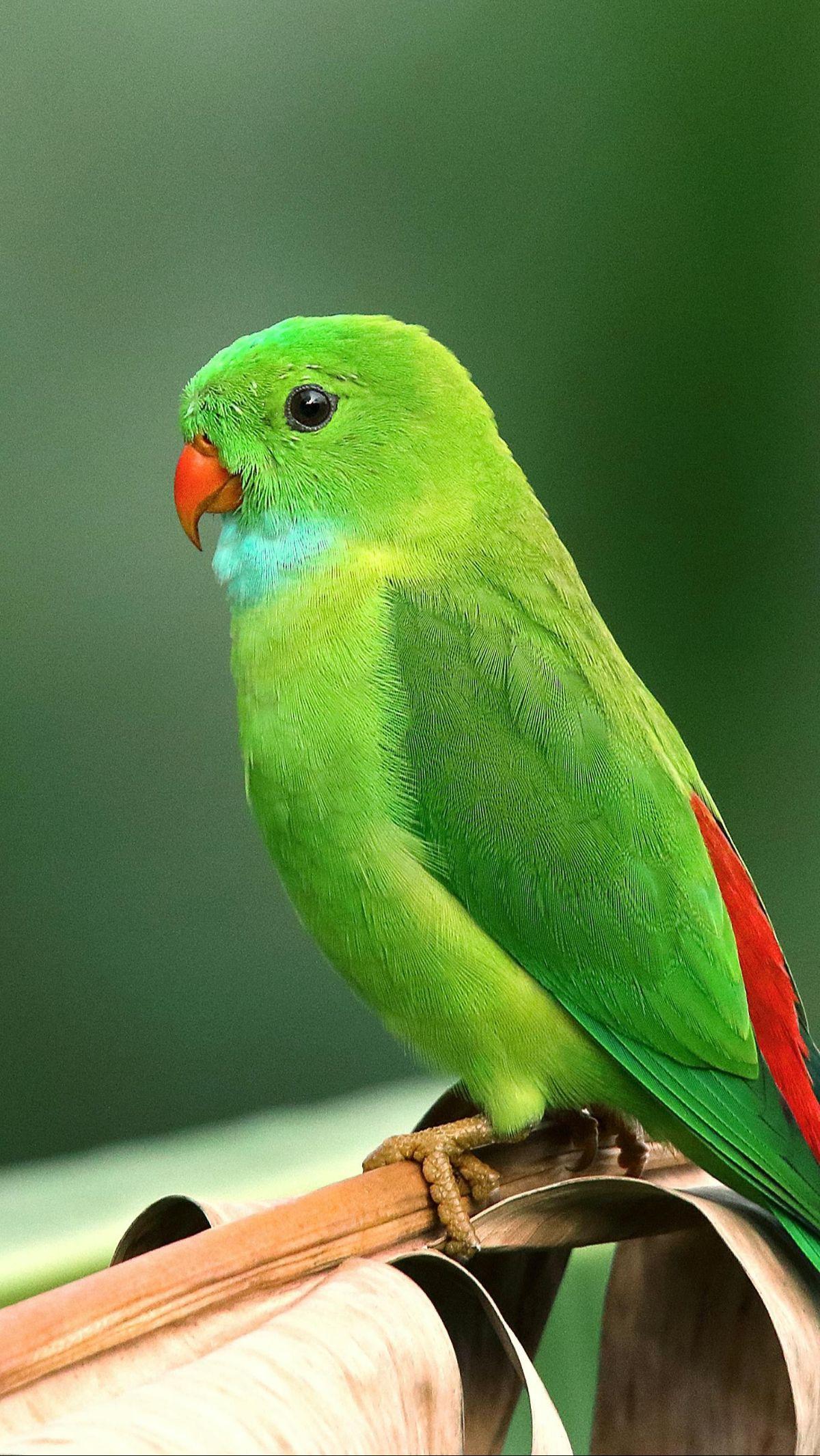 <b>Burung Parkit</b>