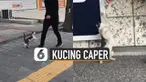 Kelakuan kucing ini bikin gemes.