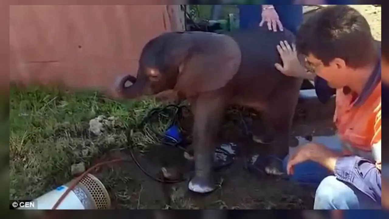 Momen Haru Penyelamatan Anak Gajah Tenggelam-01