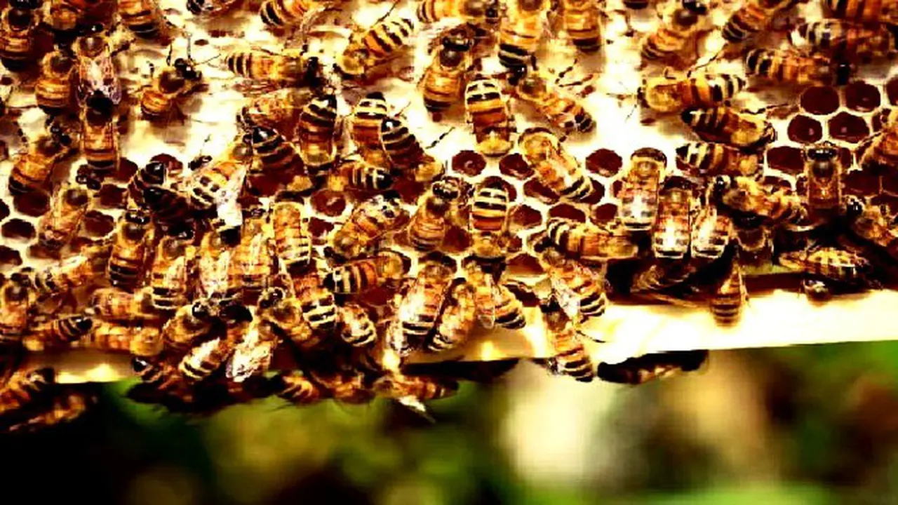 Perempuan Kenya Beternak Lebah