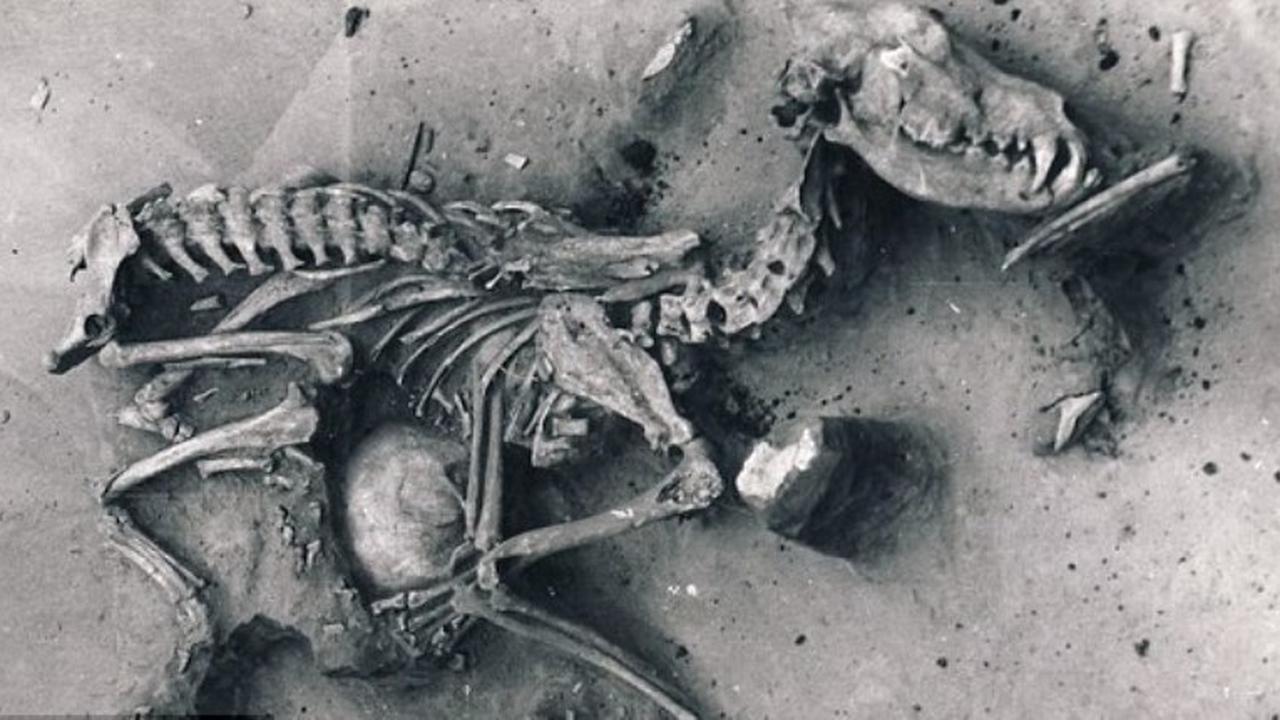 Ilmuwan Ungkap Misteri Makam Anjing Prasejarah Terbesar