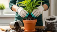 10 Tips Memindahkan Tanaman ke Pot agar Tidak Layu, Salah Sedikit Bisa Mati