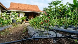 Cara Membuat Irigasi Tetes Cabai agar Air Tidak Cepat Habis, Trik Sederhana yang Bikin Penyiraman Lebih Efisien