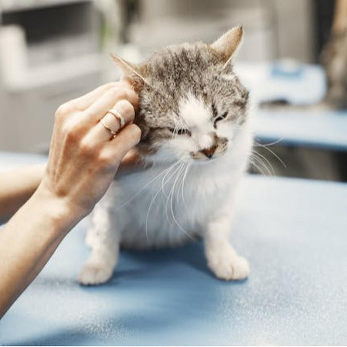 Tips Membuat Kucing Tetap Nyaman di Rumah Sendirian ketika Ditinggal Liburan