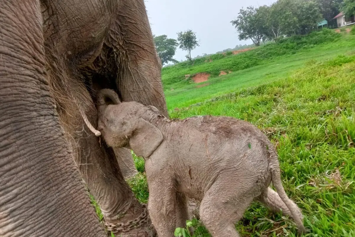 Taman Nasional Way Kambas Punya Bayi Gajah Sumatera Baru, Namanya Masih Dicari