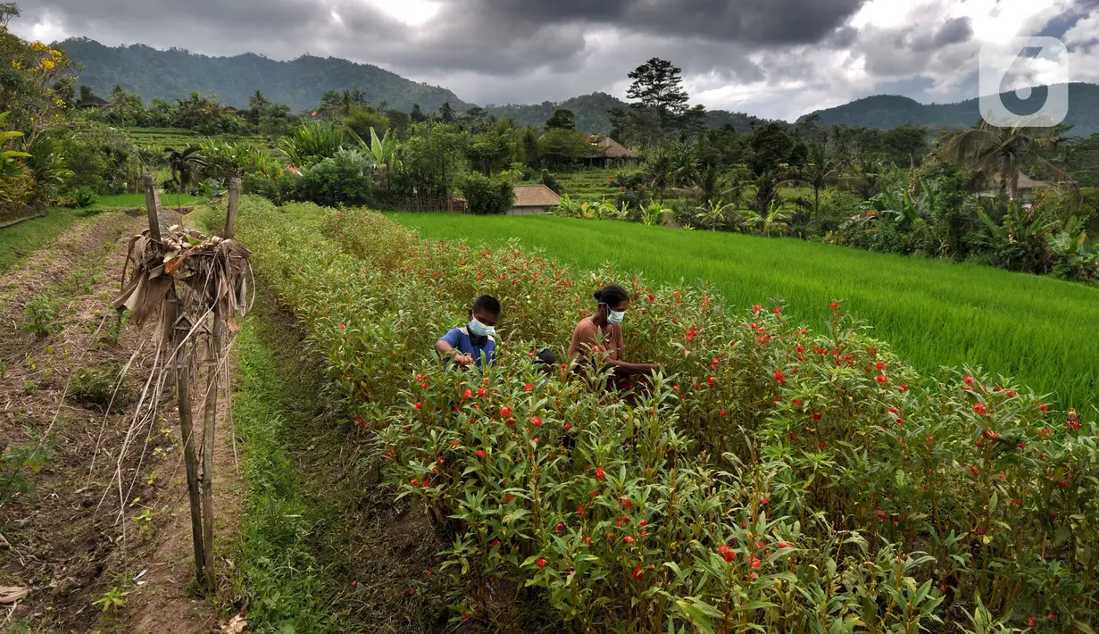 Seorang ibu ditemani dua anaknya memanen bunga pacar air di kawasan Sidemen, Karangasem, Bali, Kamis (2/9/2021). Jumlah penduduk miskin di Bali bertambah sekitar 5.050 orang dibandingkan pada September 2020 yang mencapai 196.920 orang. (merdeka.com/Arie Basuki)