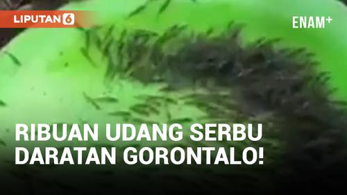 VIDEO: Permukiman Warga di Gorontalo Diserbu Ribuan Udang yang Naik ke Darat