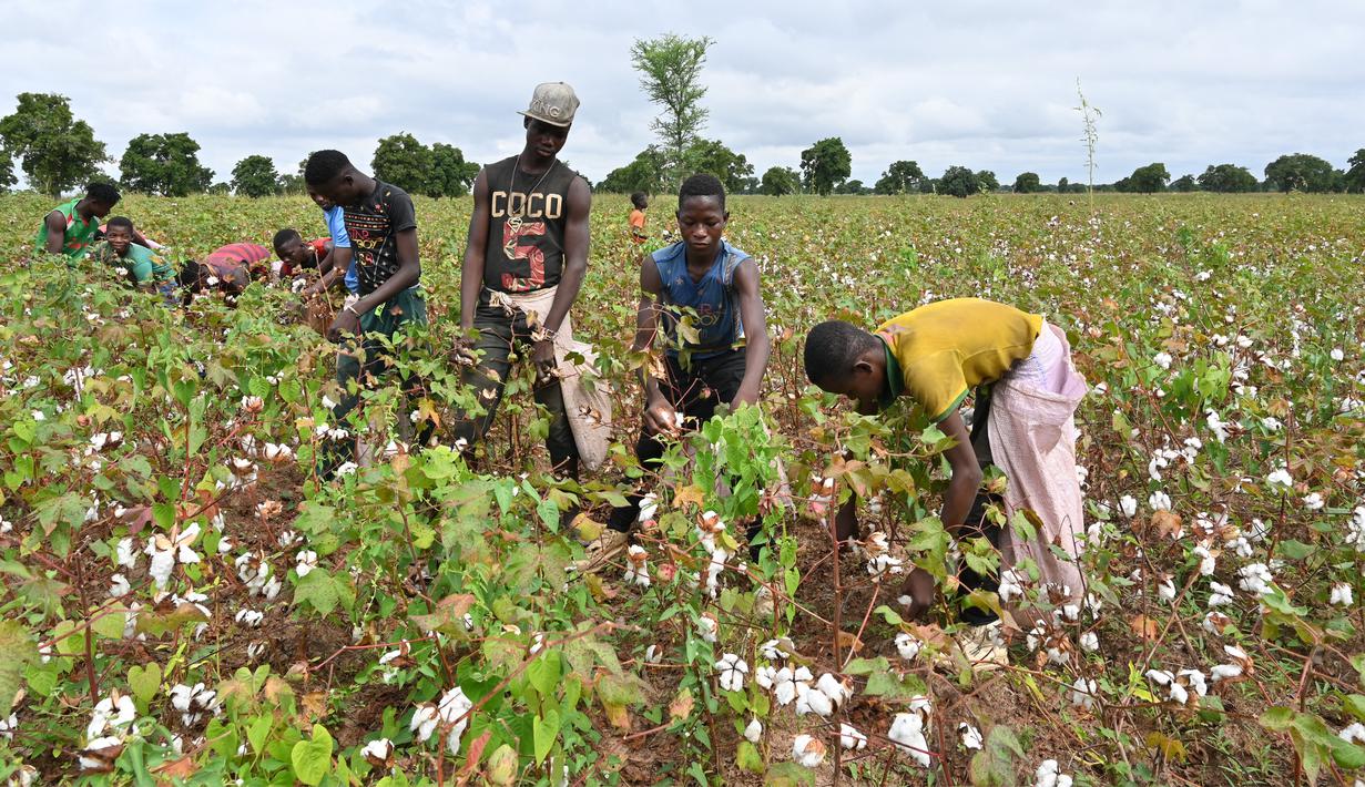 Sejumlah petani memanen kapas di ladang dekat Boromo, Burkina Faso, 19 Oktober 2021. Jutaan orang di Burkina Faso mengandalkan hidupnya dari kapas. (ISSOUF SANOGO/AFP)